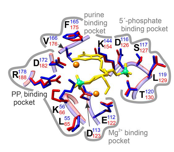 Hypoxanthine-Guanine Phosphoribosyltransferase Is Dispensable for <i>Mycobacterium smegmatis</i> Viability