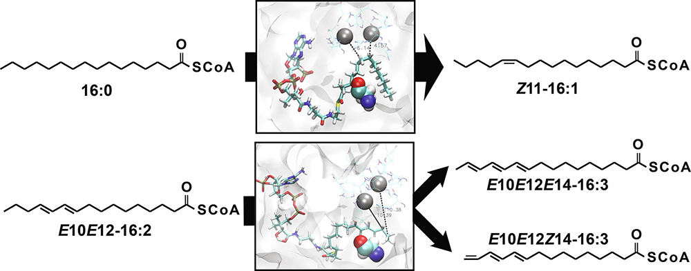 Desaturase specificity is controlled by the physicochemical properties of a single amino acid residue in the substrate binding tunnel