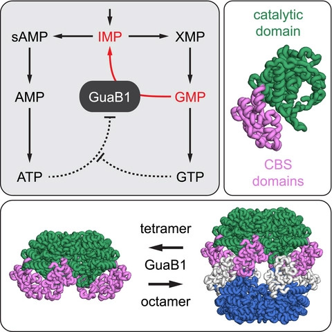 The mycobacterial guaB1 gene encodes a guanosine 5′-monophosphate reductase with a cystathionine-β-synthase domain